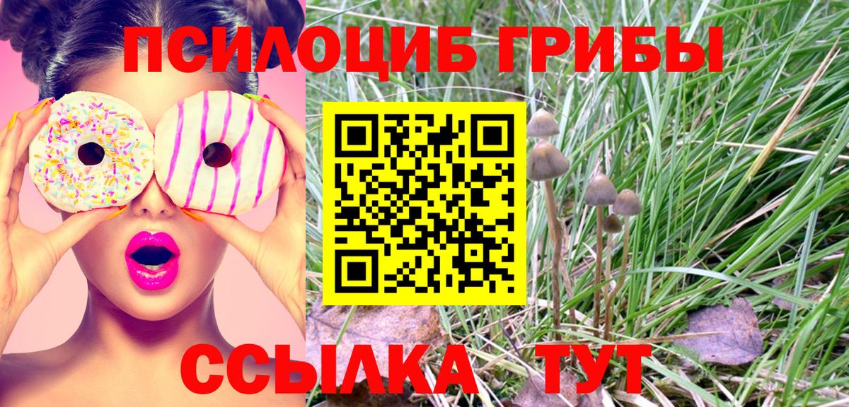 Псилоцибиновые грибы Cubensis Котовск